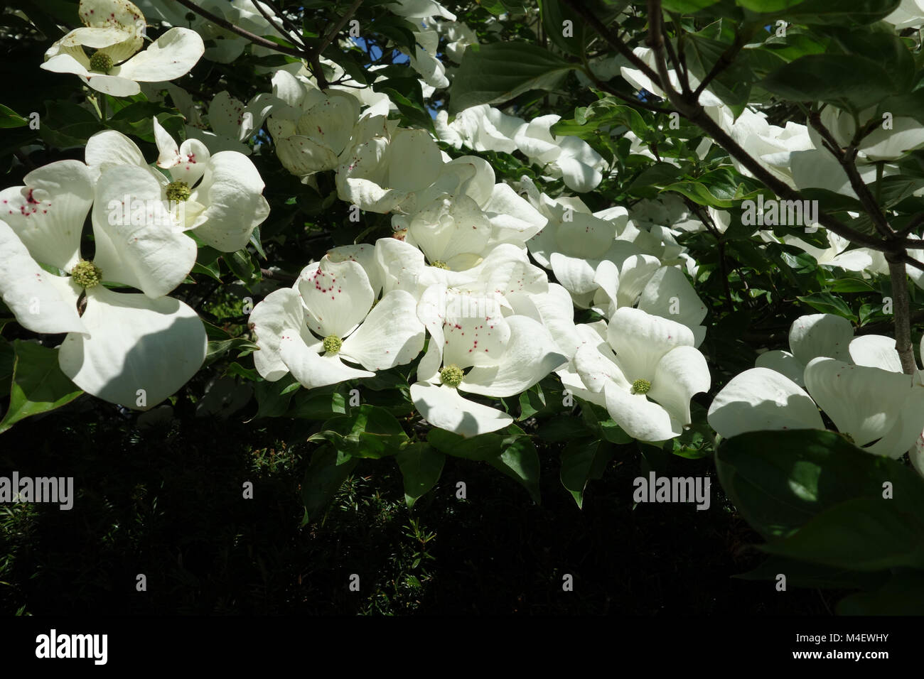 Cornus kousa Venus, Japanische blühende Hartriegel Stockfoto