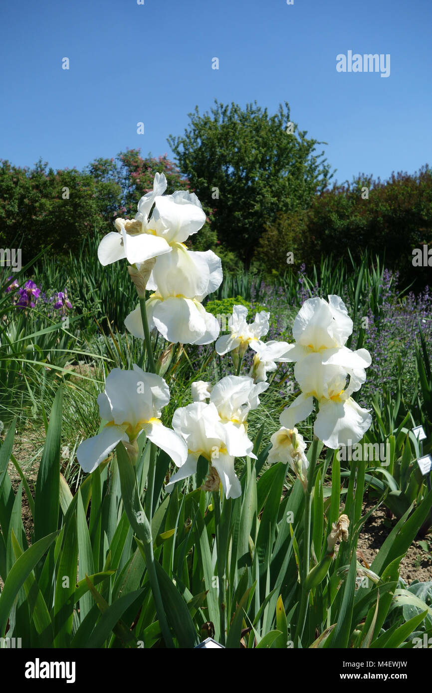 Iris germanica Sharskin, hohen bärtigen Iris Stockfoto
