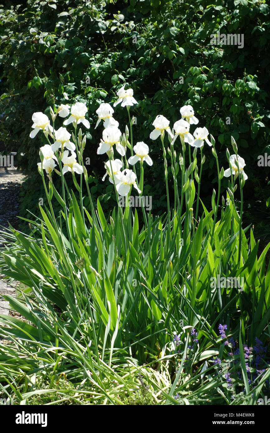 Iris Barbata-Elatior Lugano. Tall Bearded Iris Stockfoto