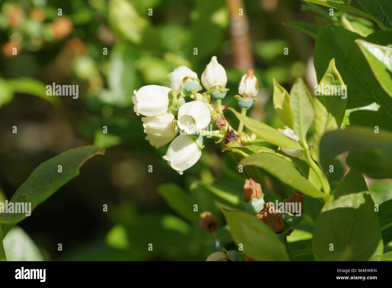 Vaccinium corymbosum Amerikanische Blaubeere, Nördlichen Stockfoto