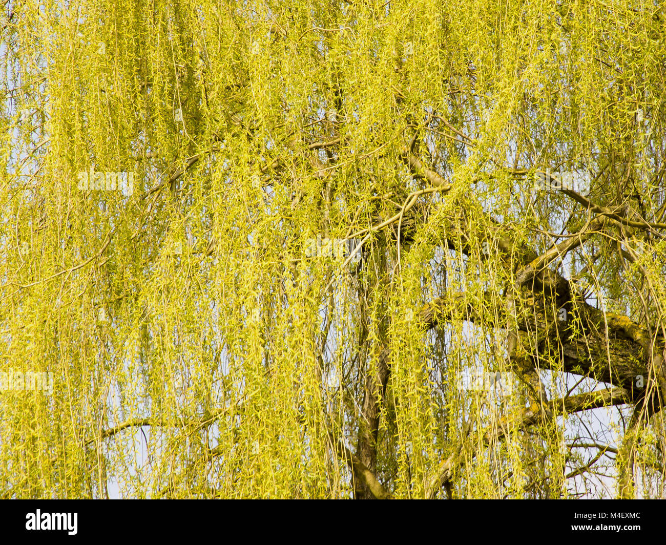 Trauerweide Salix alba Tristis Stockfoto