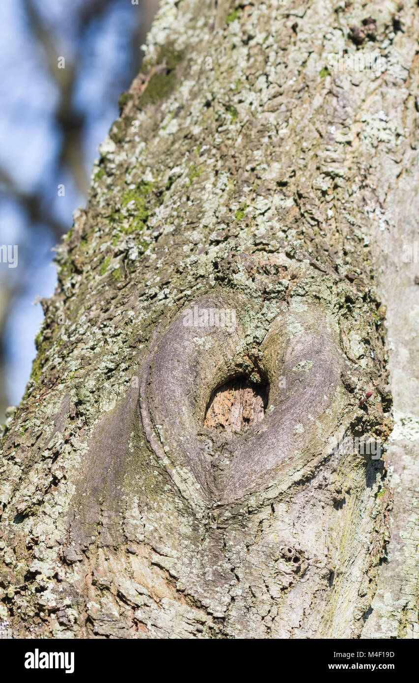 Kleiner Baum Loch oder Baum hohl, eine halb geschlossene Baum Hohlraum auf der Seite der einen Baumstamm. Closeup Portrait. Stockfoto