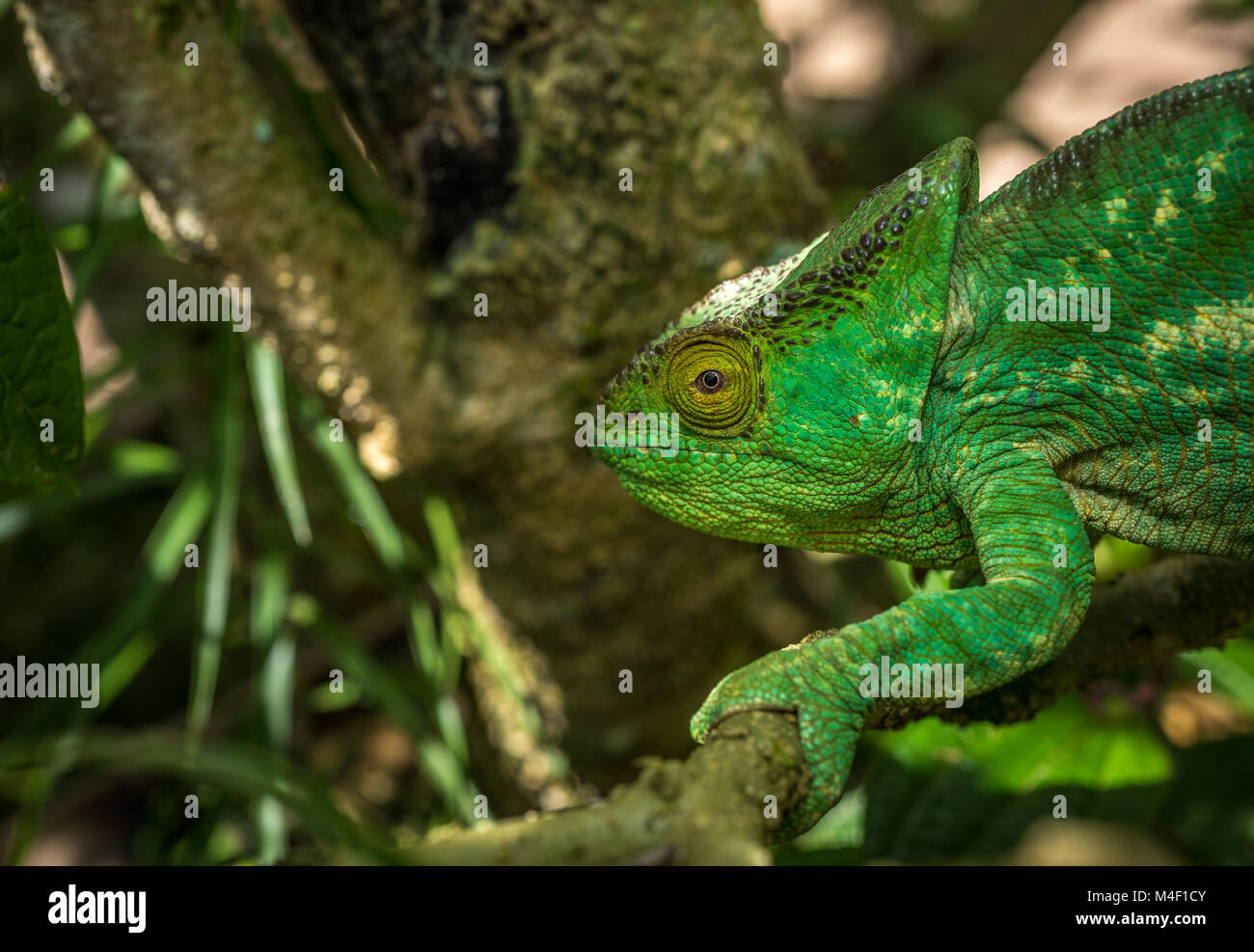 Grünes Chamäleon Madagaskars Stockfoto