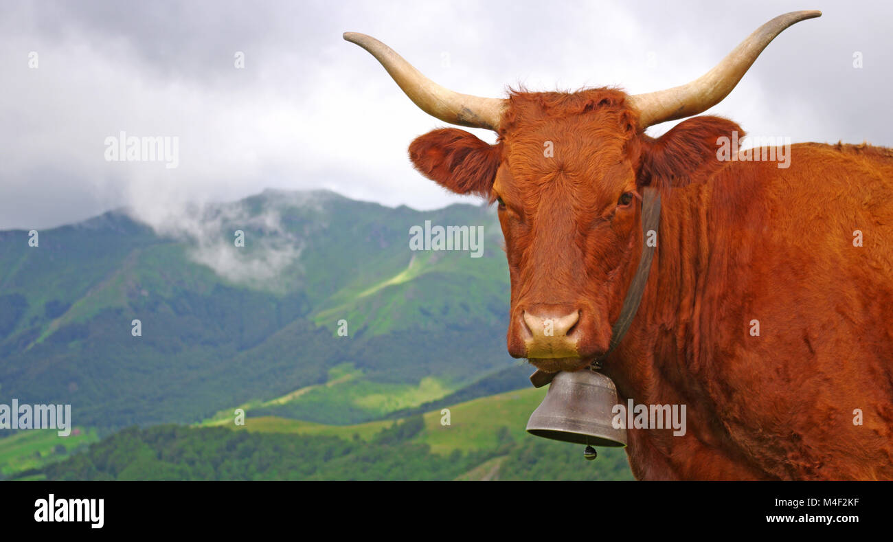Französische Kuh mit Glocke starrte auf den Fotografen mit Misty Mountain im Hintergrund Stockfoto