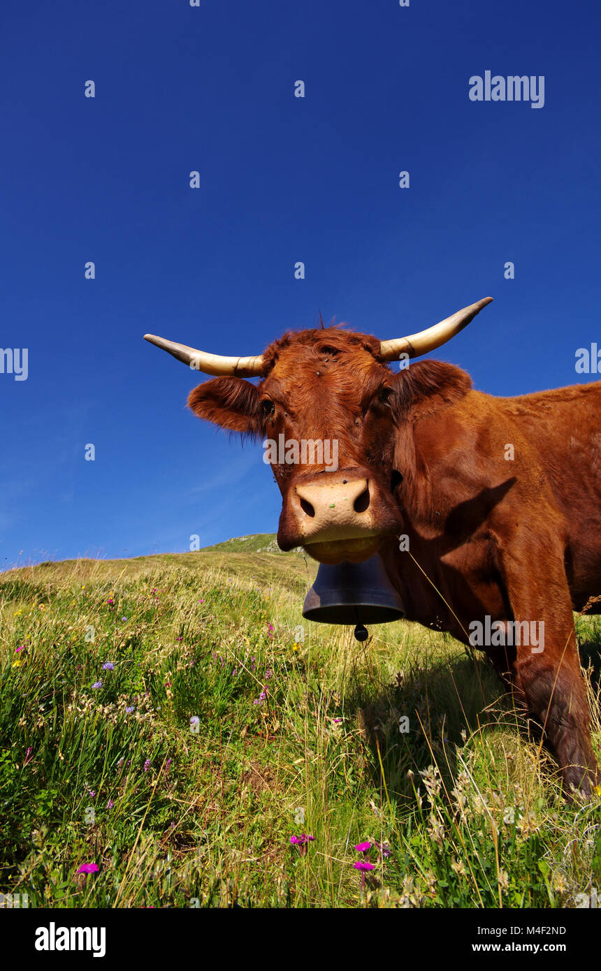 Neugierig Kuh mit Glocke am Fotograf starrte Stockfoto
