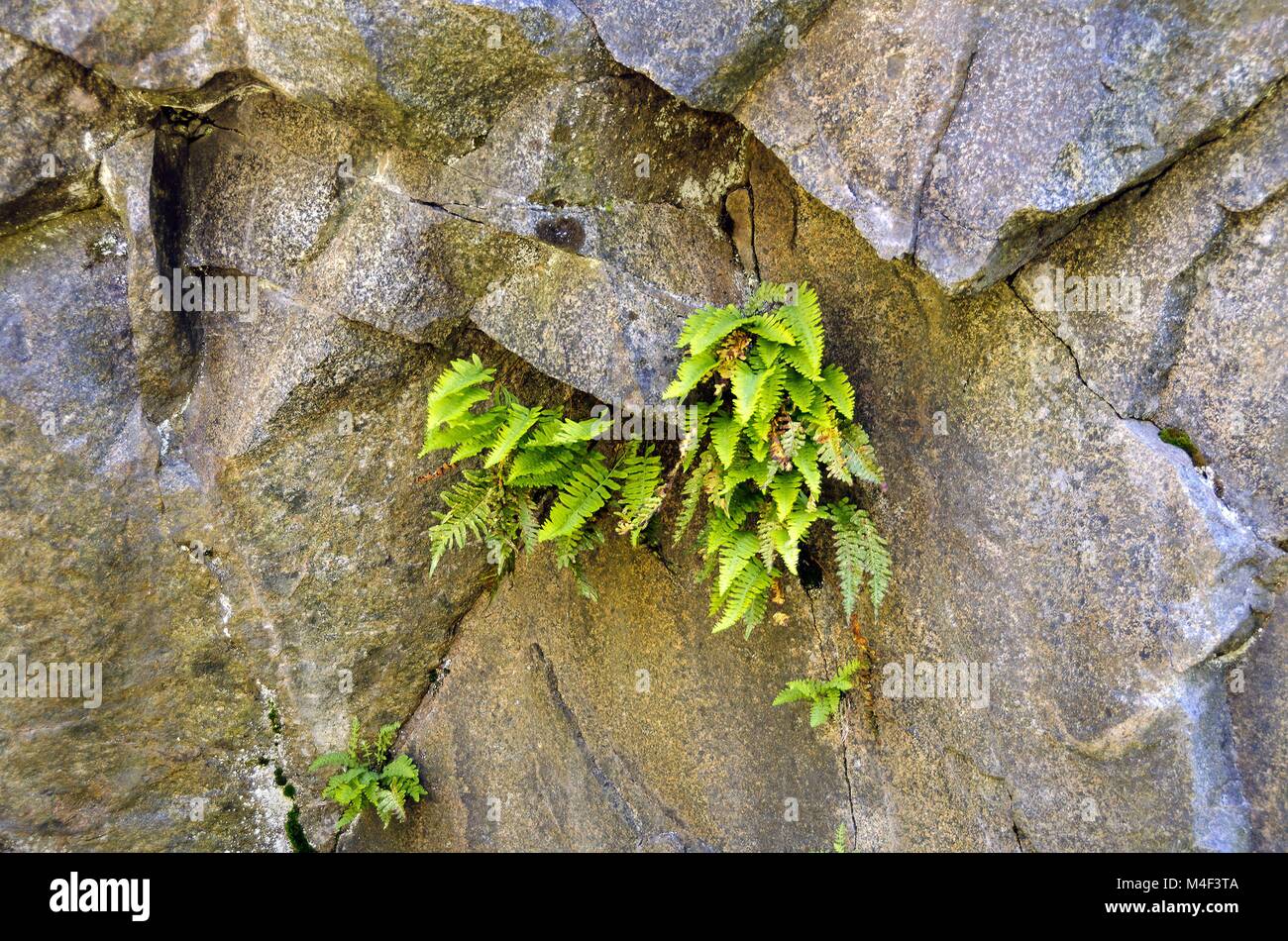 Farn wächst auf Granit Stockfoto