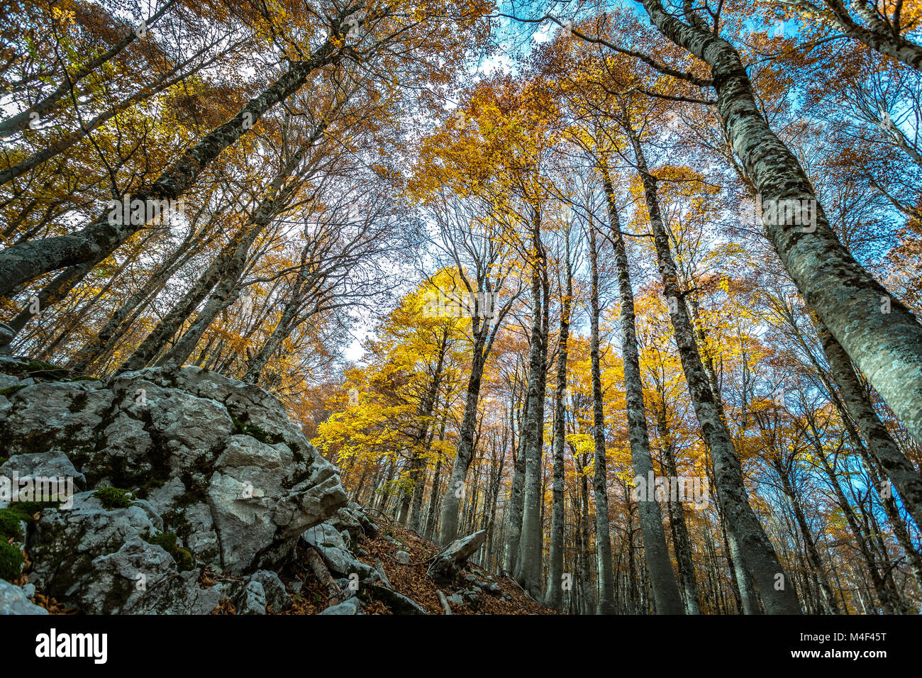 Herbstszene des Buchenwaldes in den Abruzzen, Molise und Lazio Nationalpark. Abruzzen, Italien, Europa Stockfoto