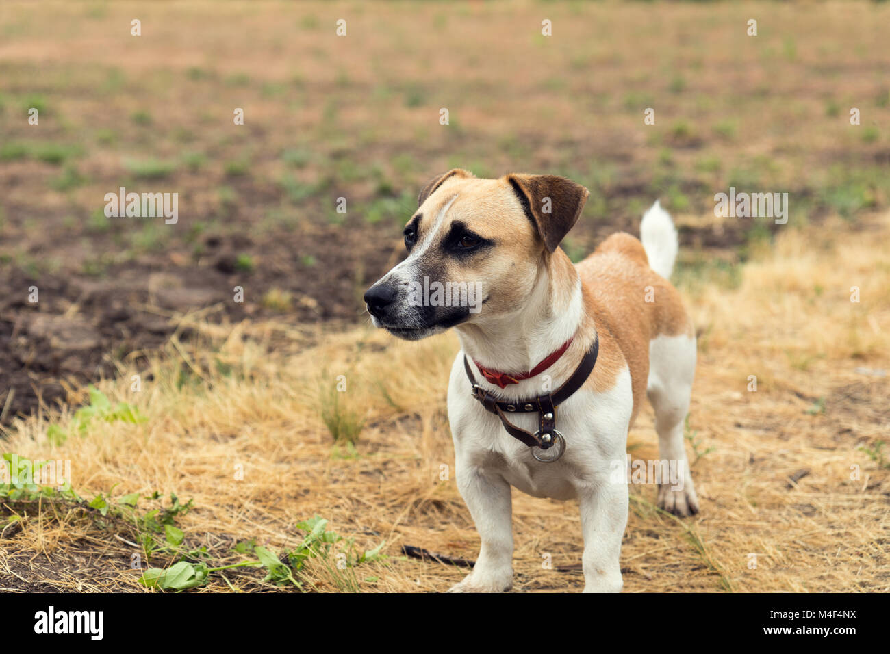 Red Dog spielen auf den vergilbten Rasen Stockfoto
