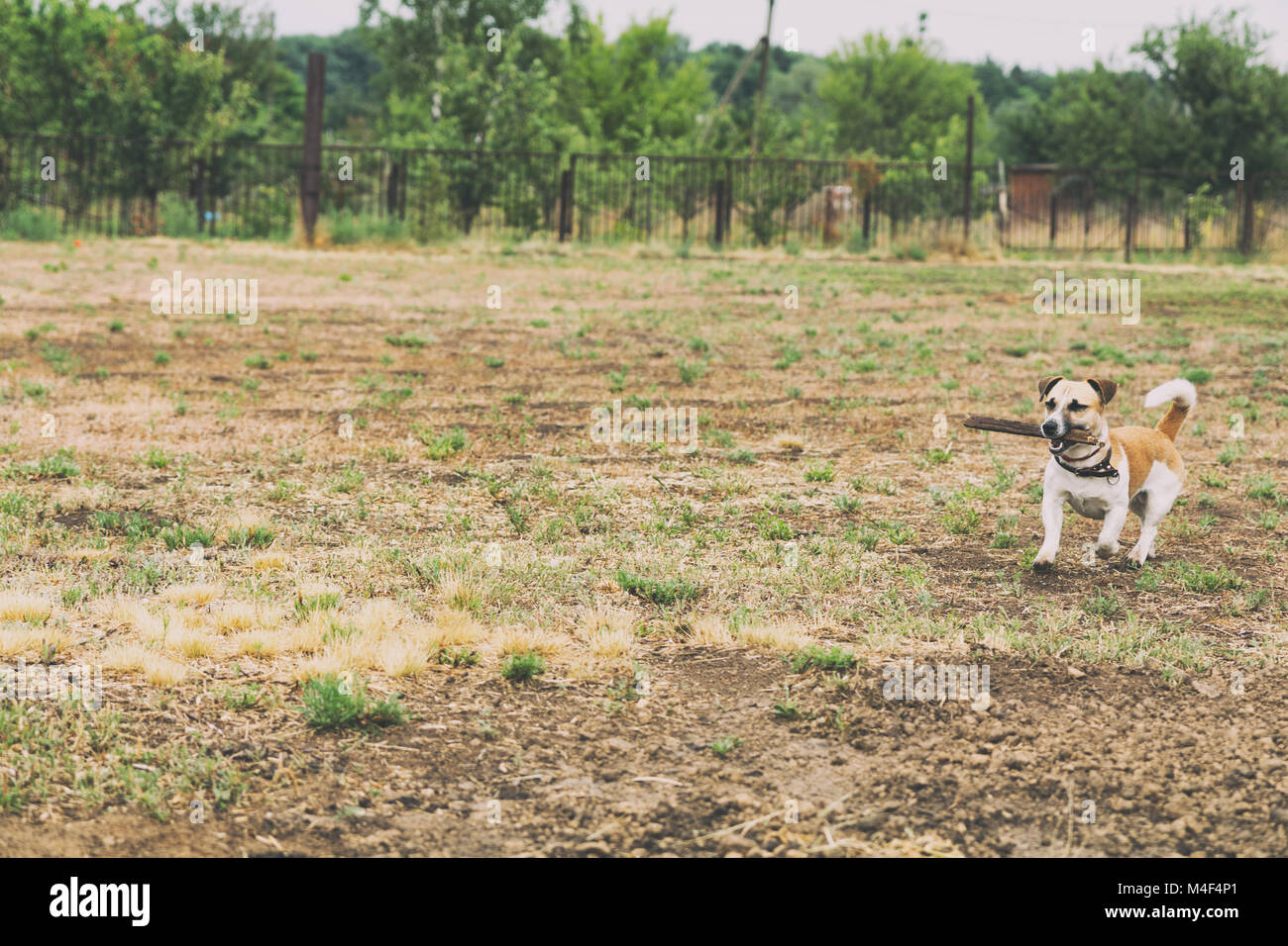 Red Dog spielen auf den vergilbten Rasen Stockfoto