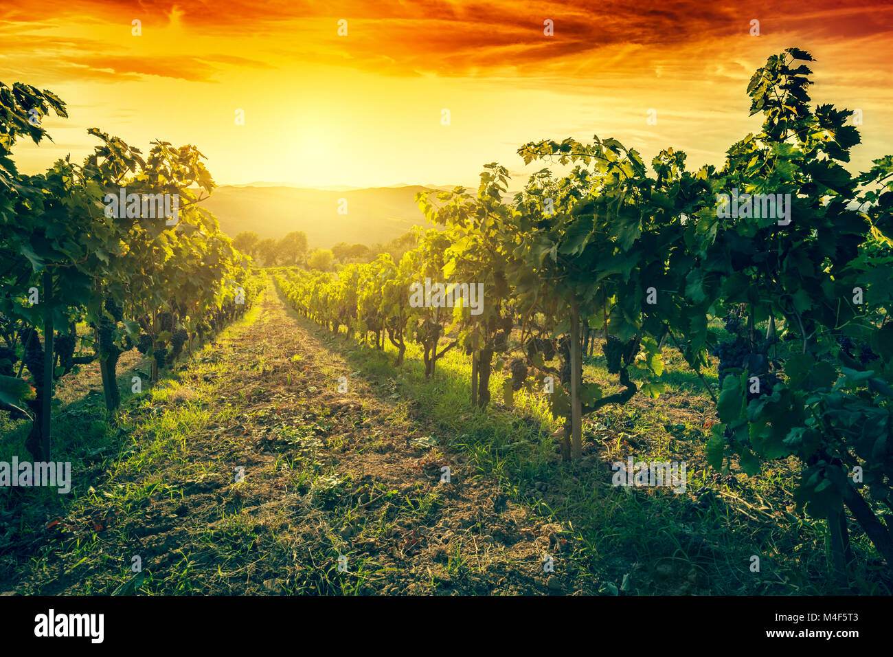 Weinberg in der Toskana, Italien. Wine Farm bei Sonnenuntergang. Vintage Stockfoto