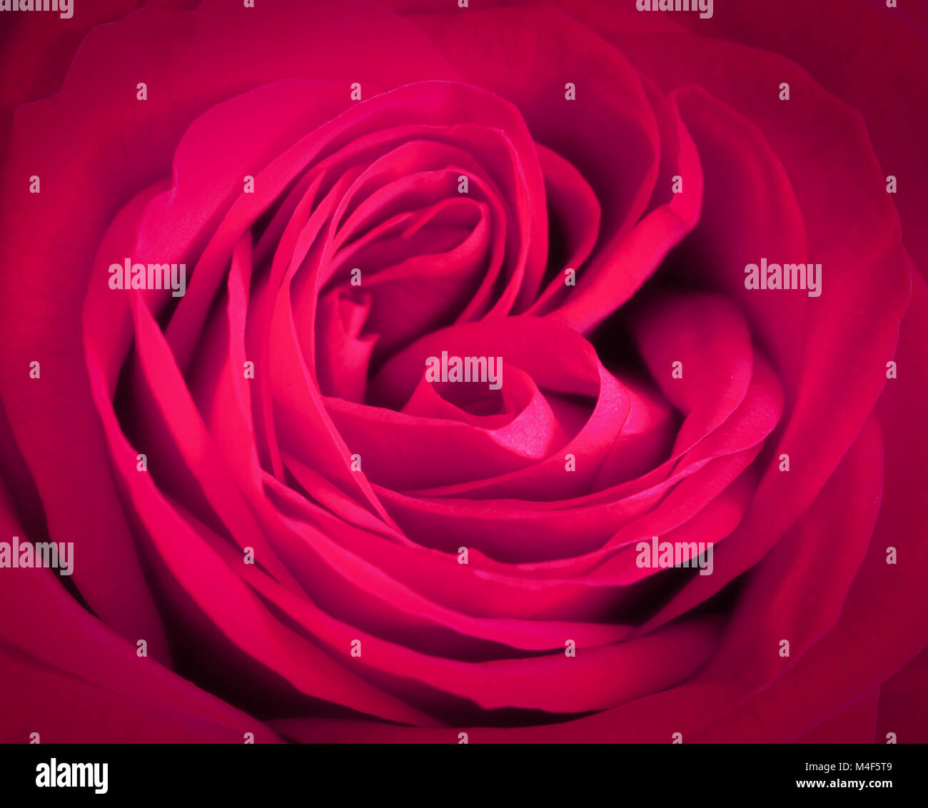 Rosa Rose Nahaufnahme Hintergrund. Romantische Liebe Grusskarten Stockfoto