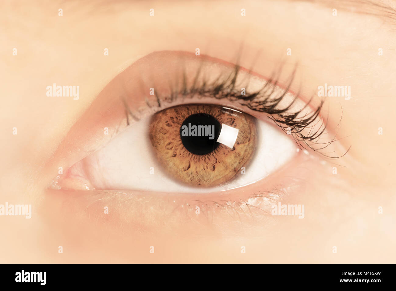 Braunes Auge einer jungen Frau. Close-up. Fokus auf Iris Stockfoto