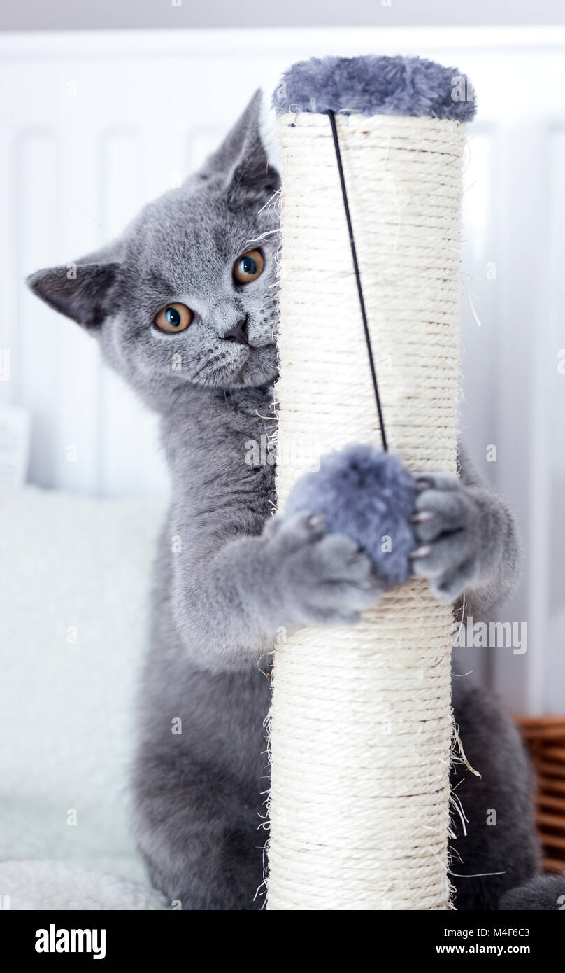 Junge süße Katze seine Krallen Kratzen auf einem Scratcher. Stockfoto