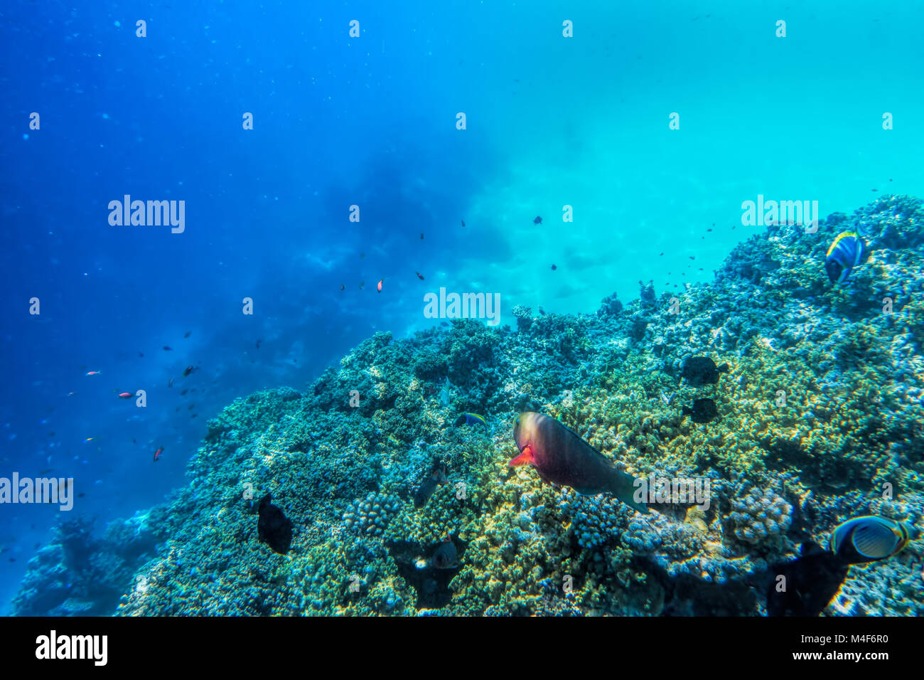 Underwater Coral Reef und Fische im Indischen Ozean, Malediven. Stockfoto
