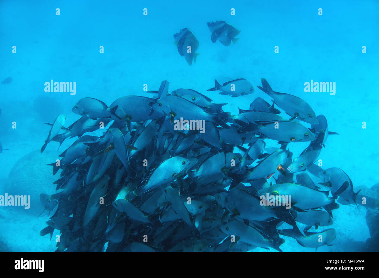 Schule der Fische Fische in den Indischen Ozean, Malediven. Stockfoto