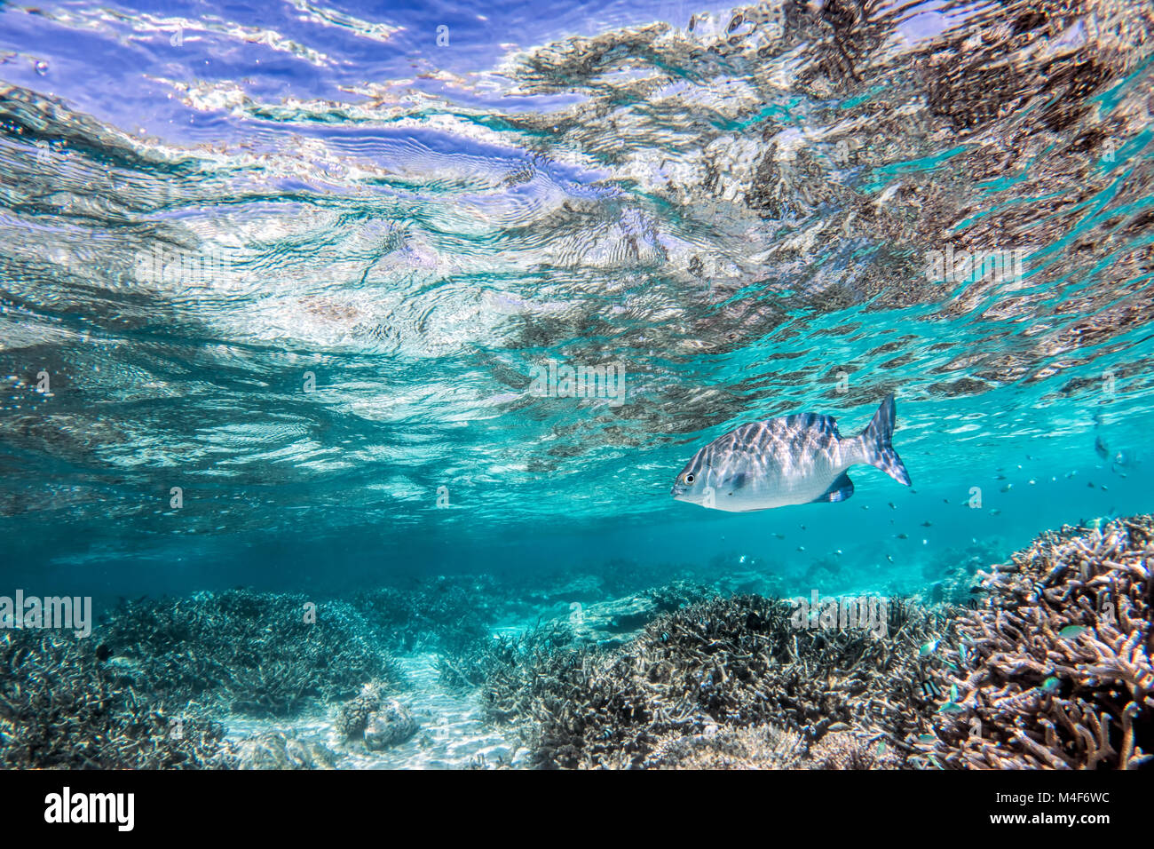 Underwater Coral Reef und Fische im Indischen Ozean, Malediven. Stockfoto