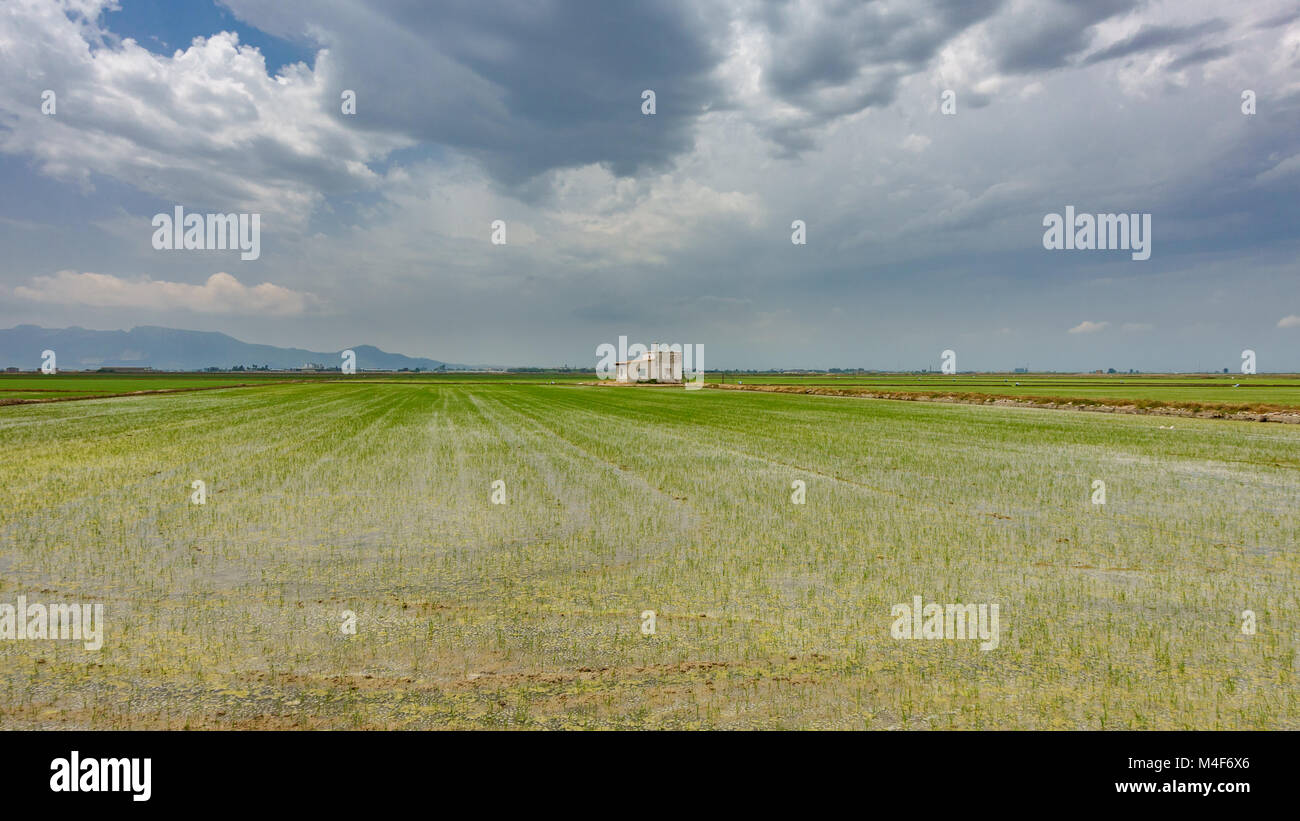 Reis Plantage überflutet, Haus und bewölkter Himmel Stockfoto