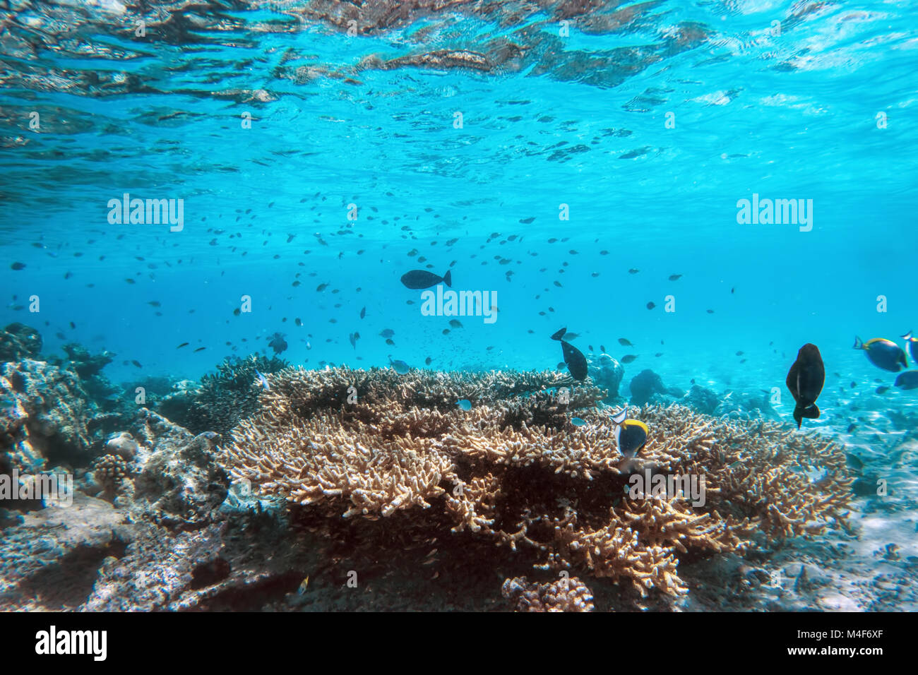 Underwater Coral Reef und Fische im Indischen Ozean, Malediven. Stockfoto