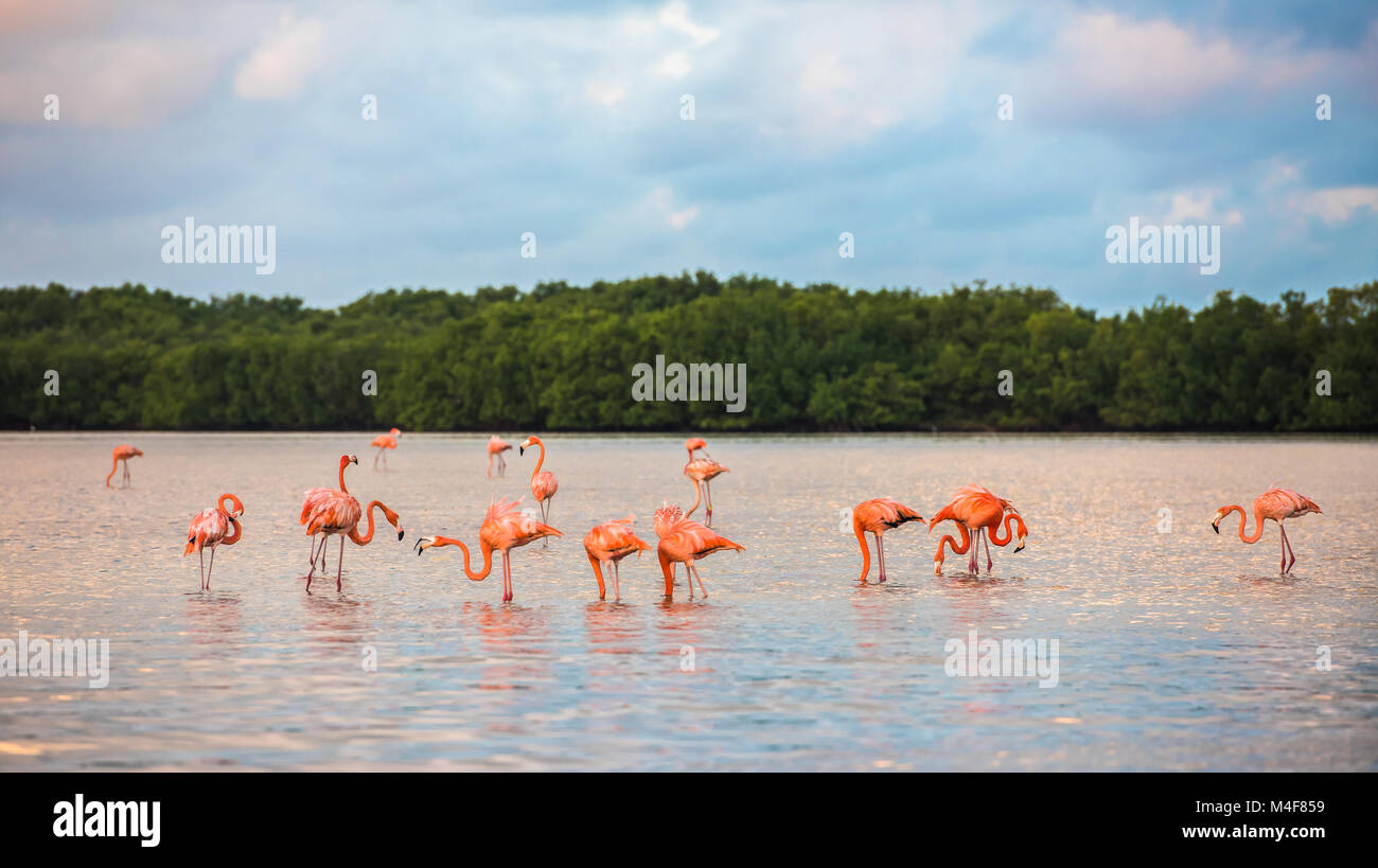 Flamingos am Rio Lagartos Biosphere Reserve, Yucatan, Mexiko Stockfoto