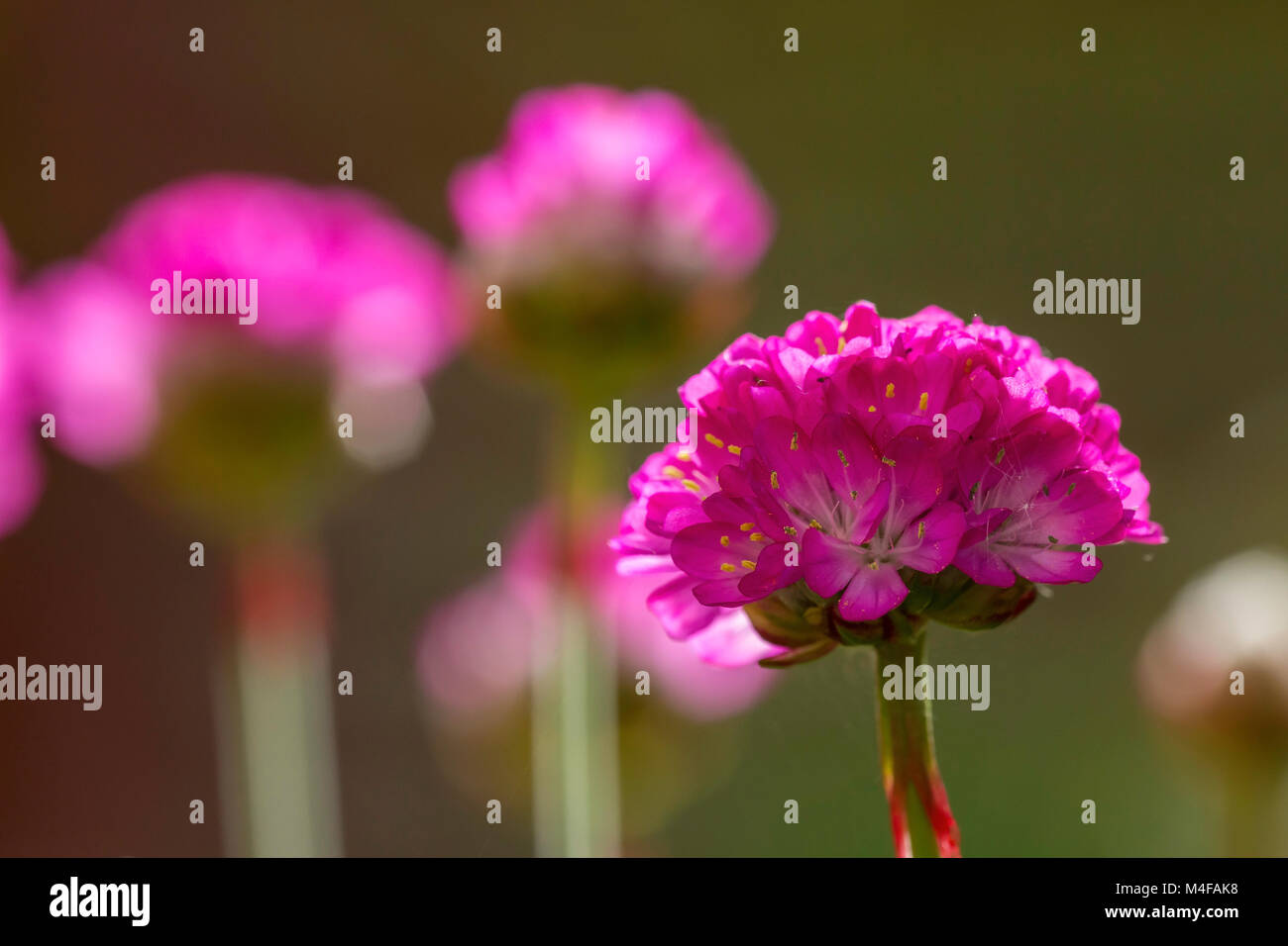 Sparsamkeit Blumen. Stockfoto