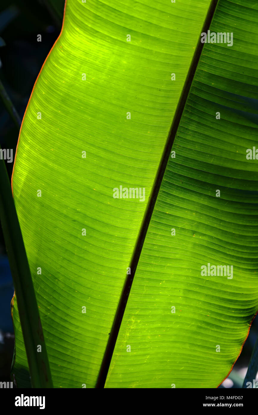 Banana leaf Transparenz Stockfoto