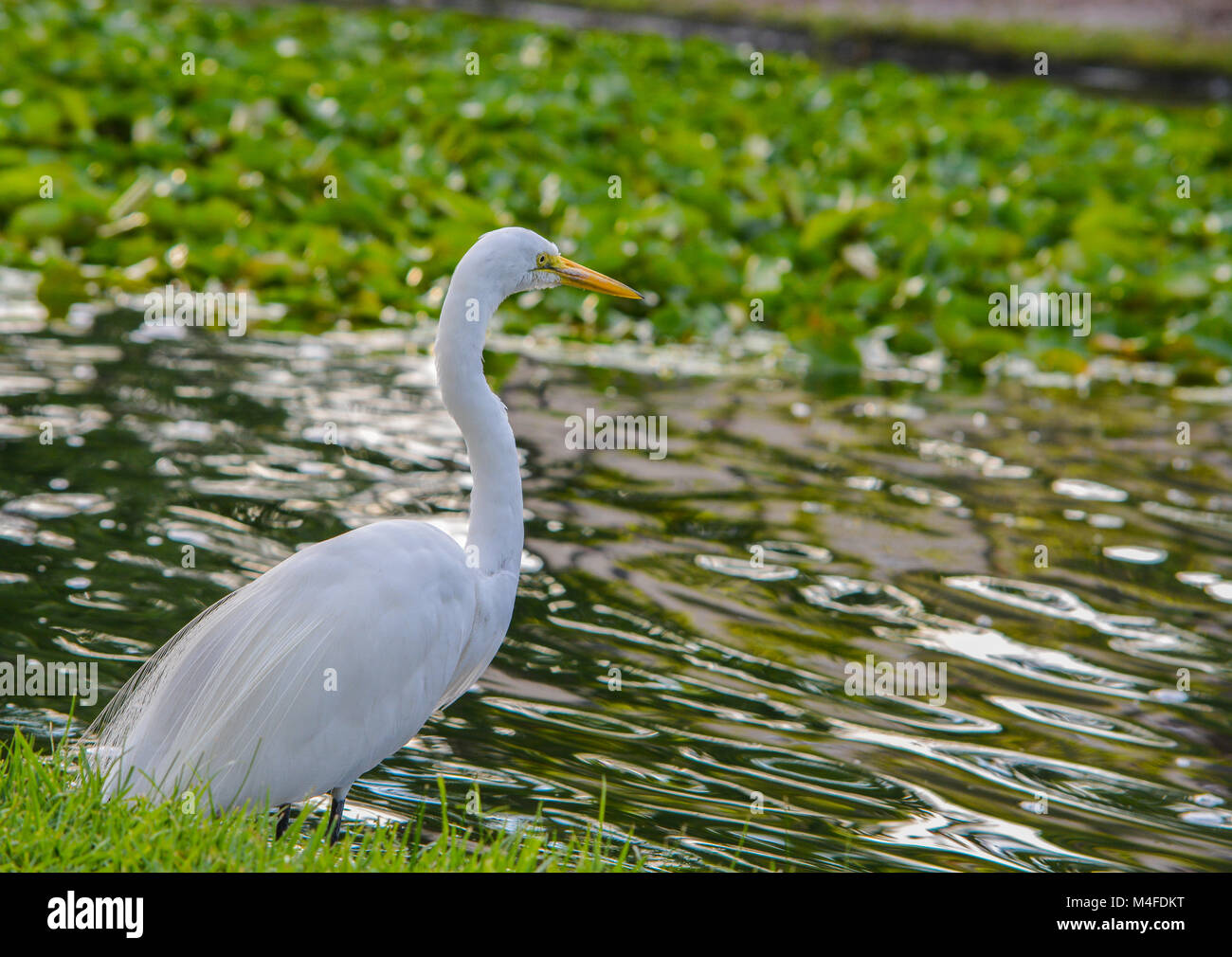 Große weiße Reiher (ardea Herodias occidentalis) Stockfoto