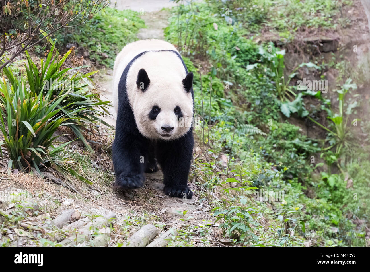 Panda closeup in Zoo Stockfoto