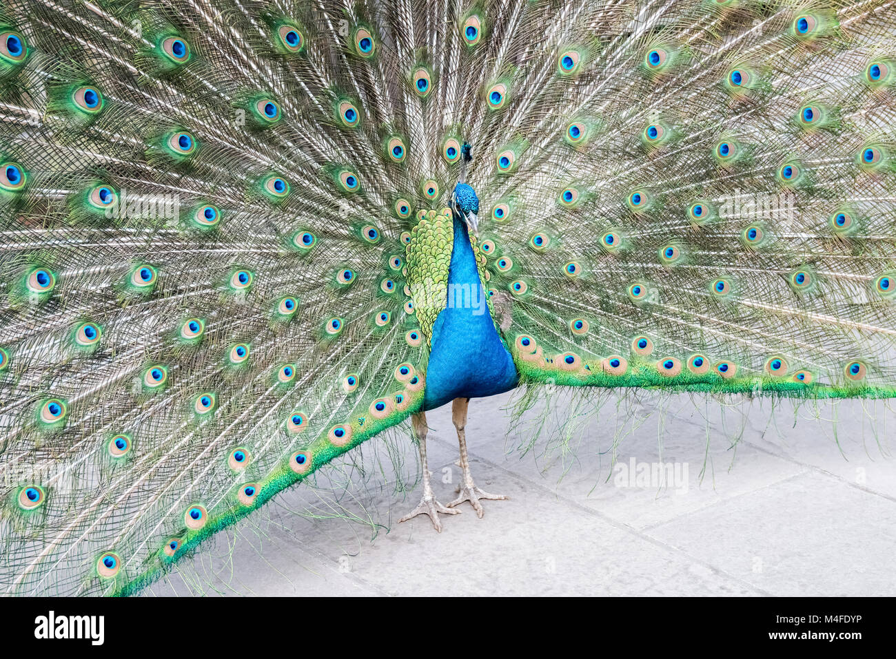 Peacock zeigt seinen Schwanz Stockfoto