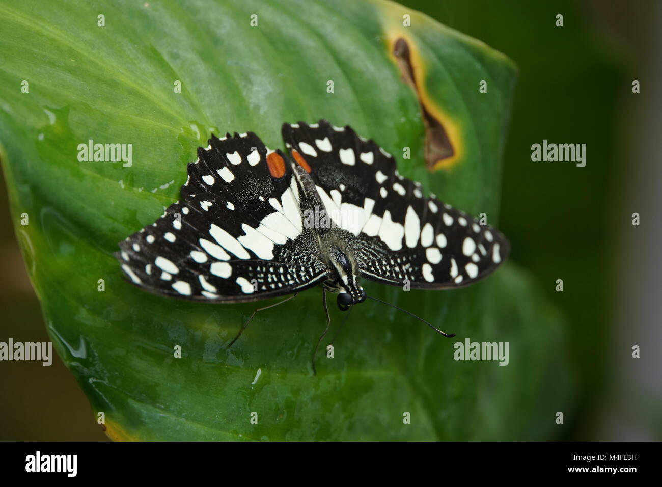 Papilio demoleus Stockfoto