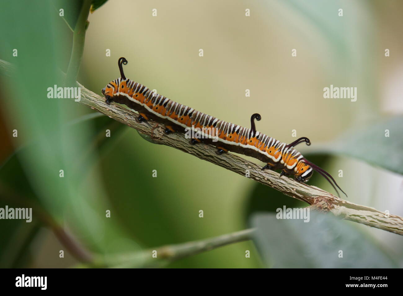 Caterpillar von Euploea core Stockfoto