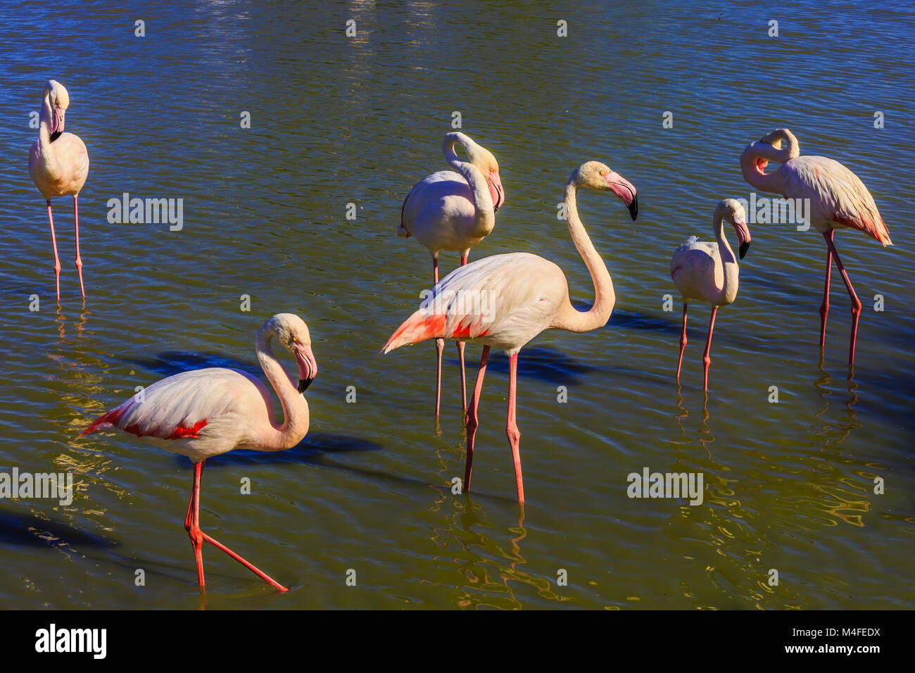 Malerische Vögel kommunizieren miteinander Stockfoto