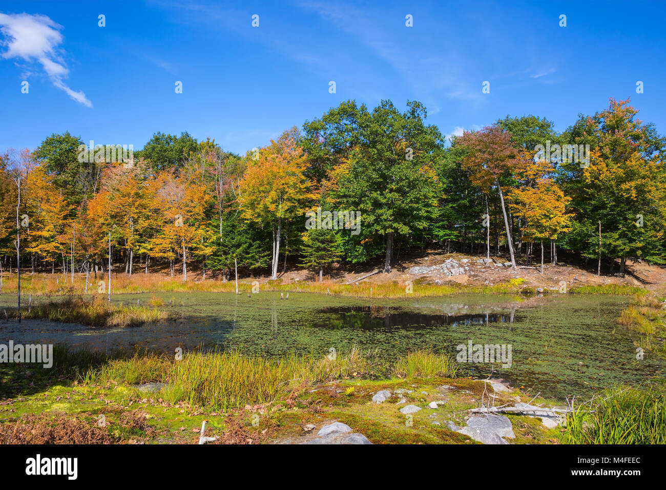 Kleiner See mit Wasserpflanzen bewachsenen Stockfoto