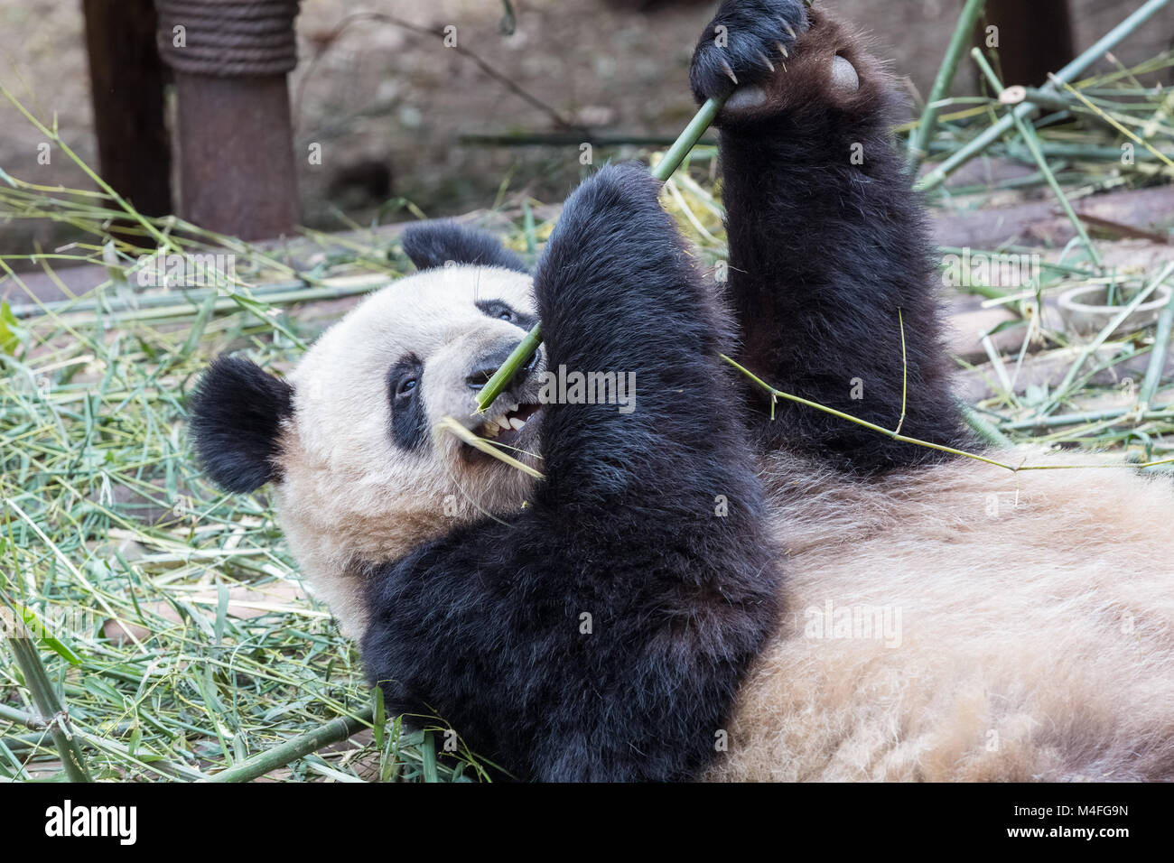 Panda essen Bambus closeup Stockfoto