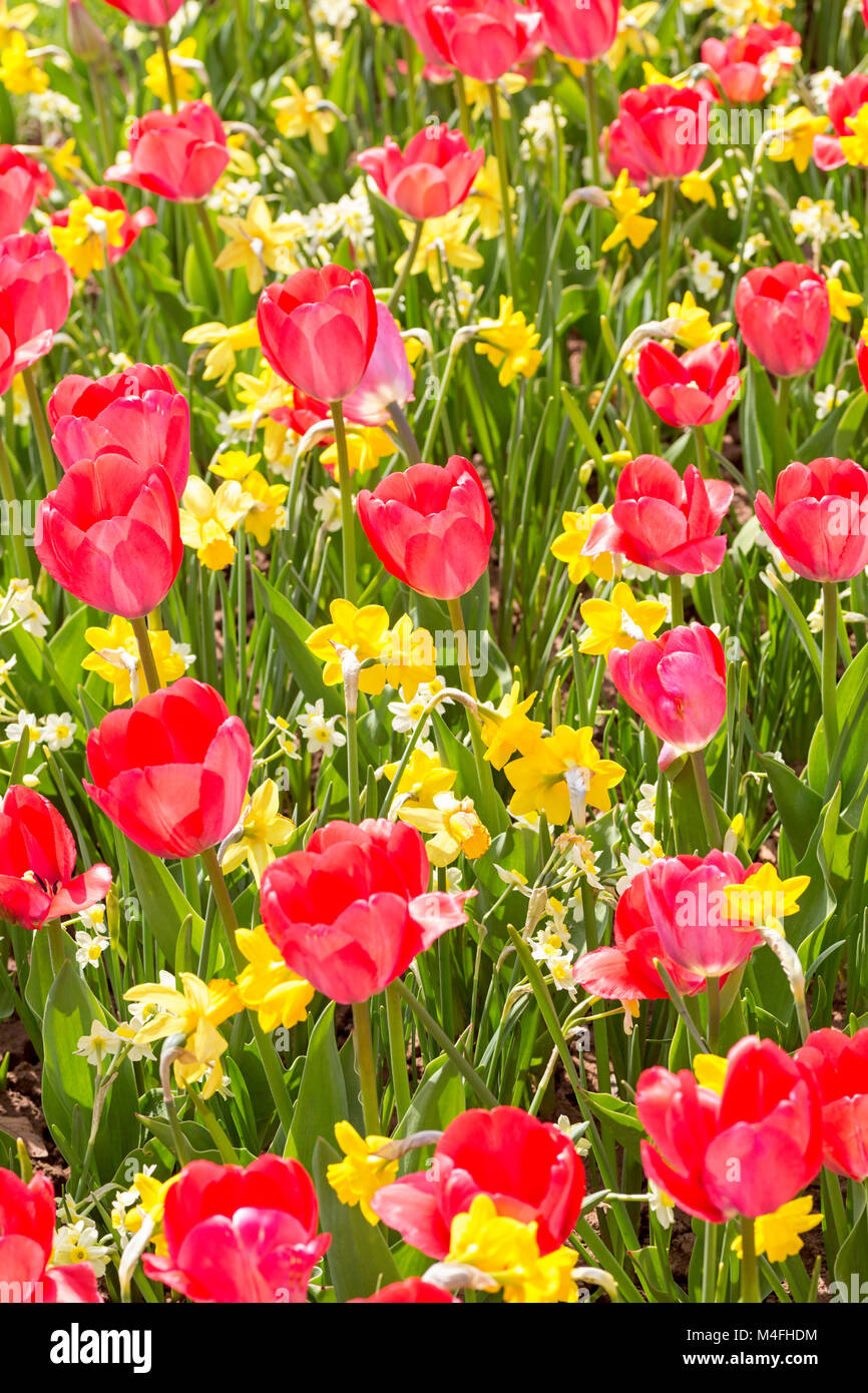 Tulpen und Narzissen im Frühling Garten. Stockfoto