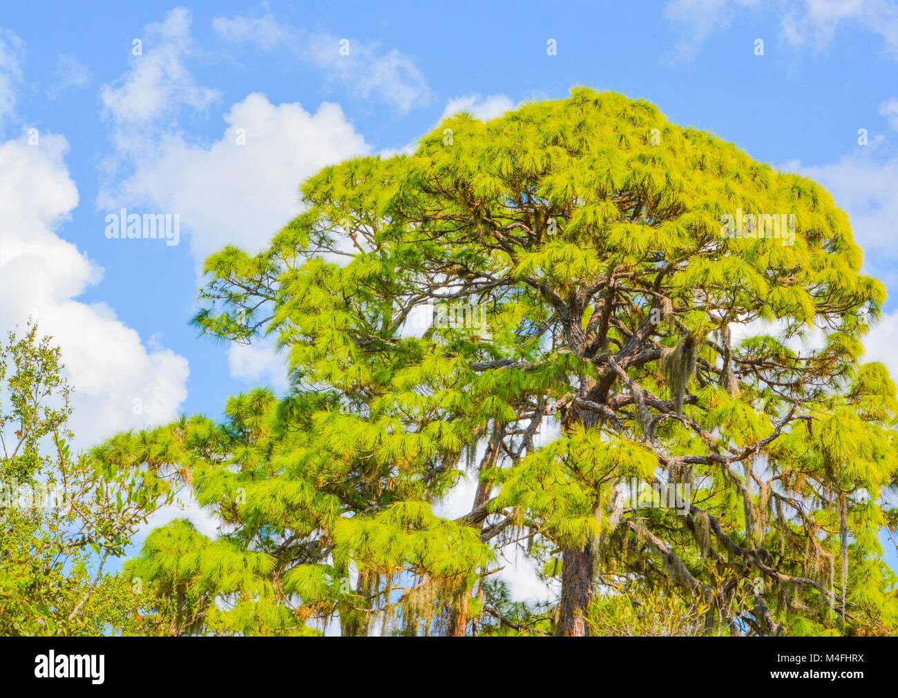 Friedlichen Bäume in Cedar Point Environmental Park in Florida Stockfoto