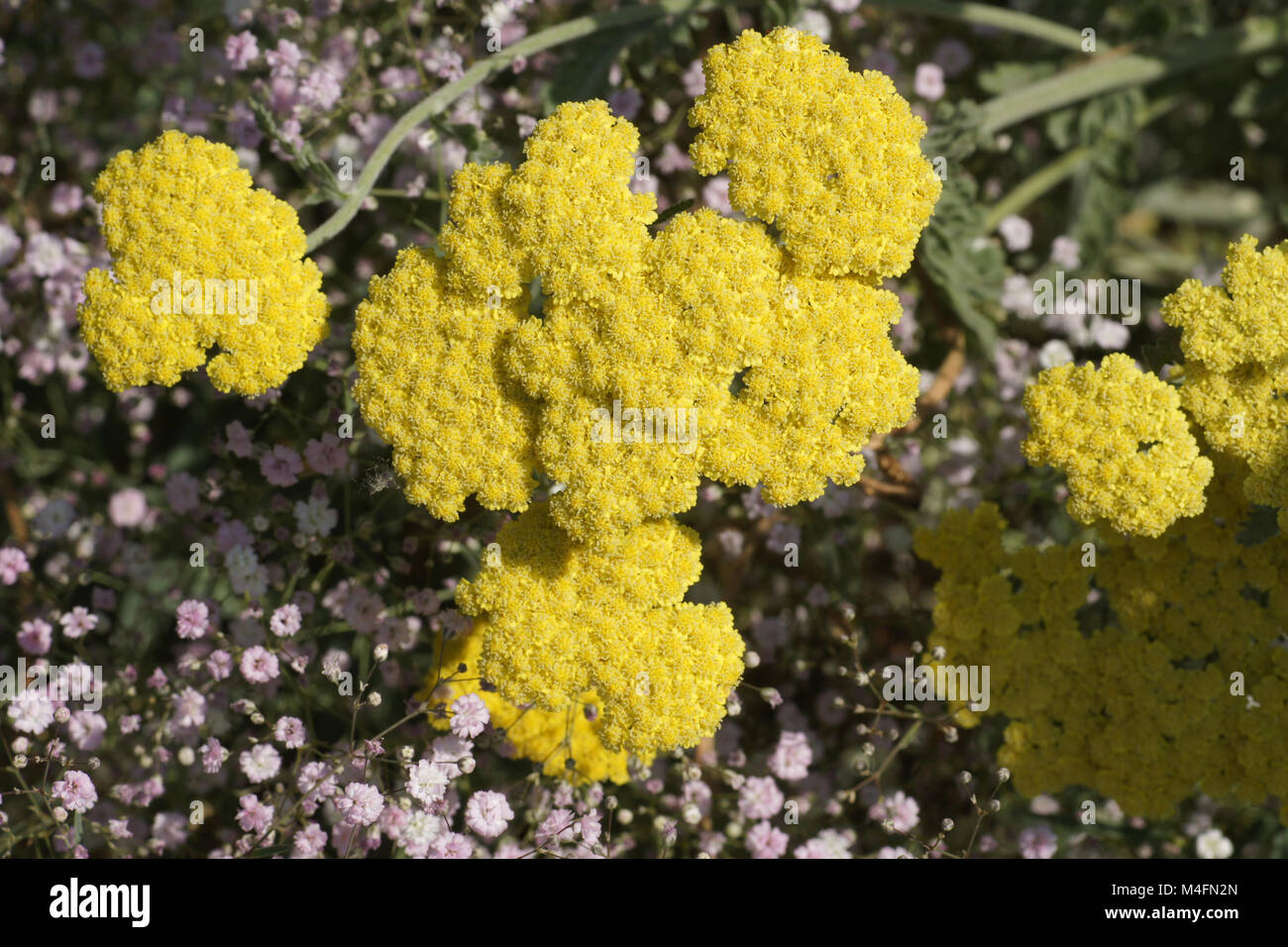 Achillea filipendula, fernleaf Schafgarbe Stockfoto