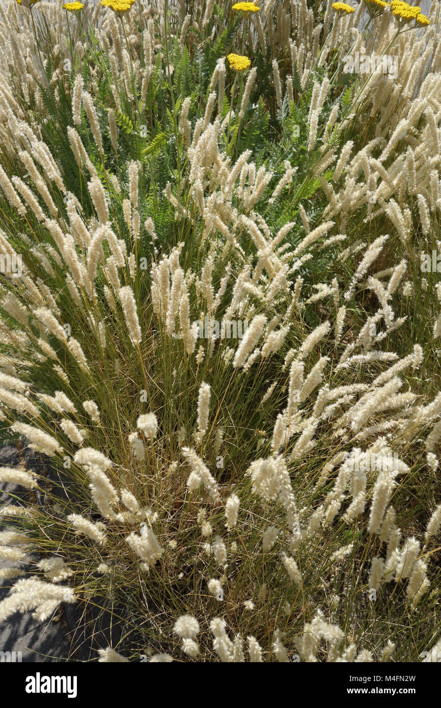 Melica ciliata, sibirische melic Stockfotografie Alamy