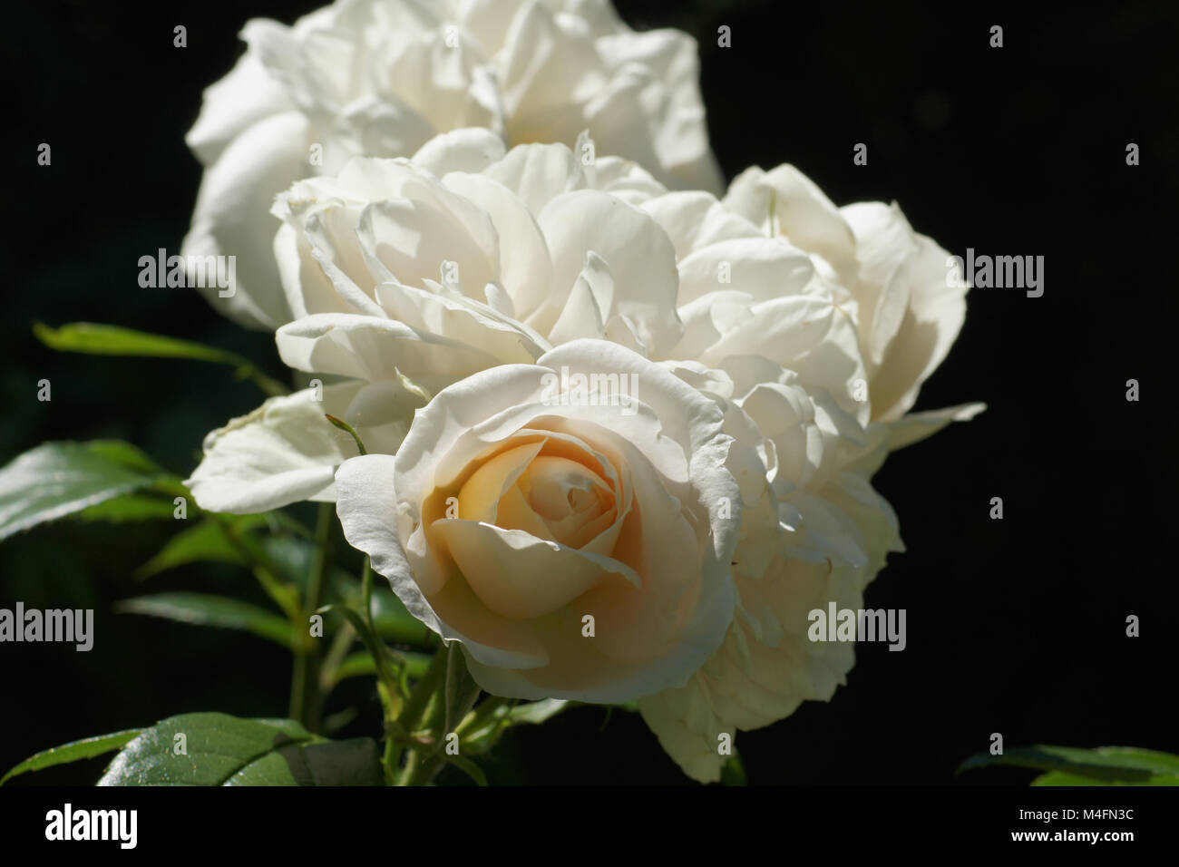 Rosa Lions Rose, hybrid-rose Stockfoto