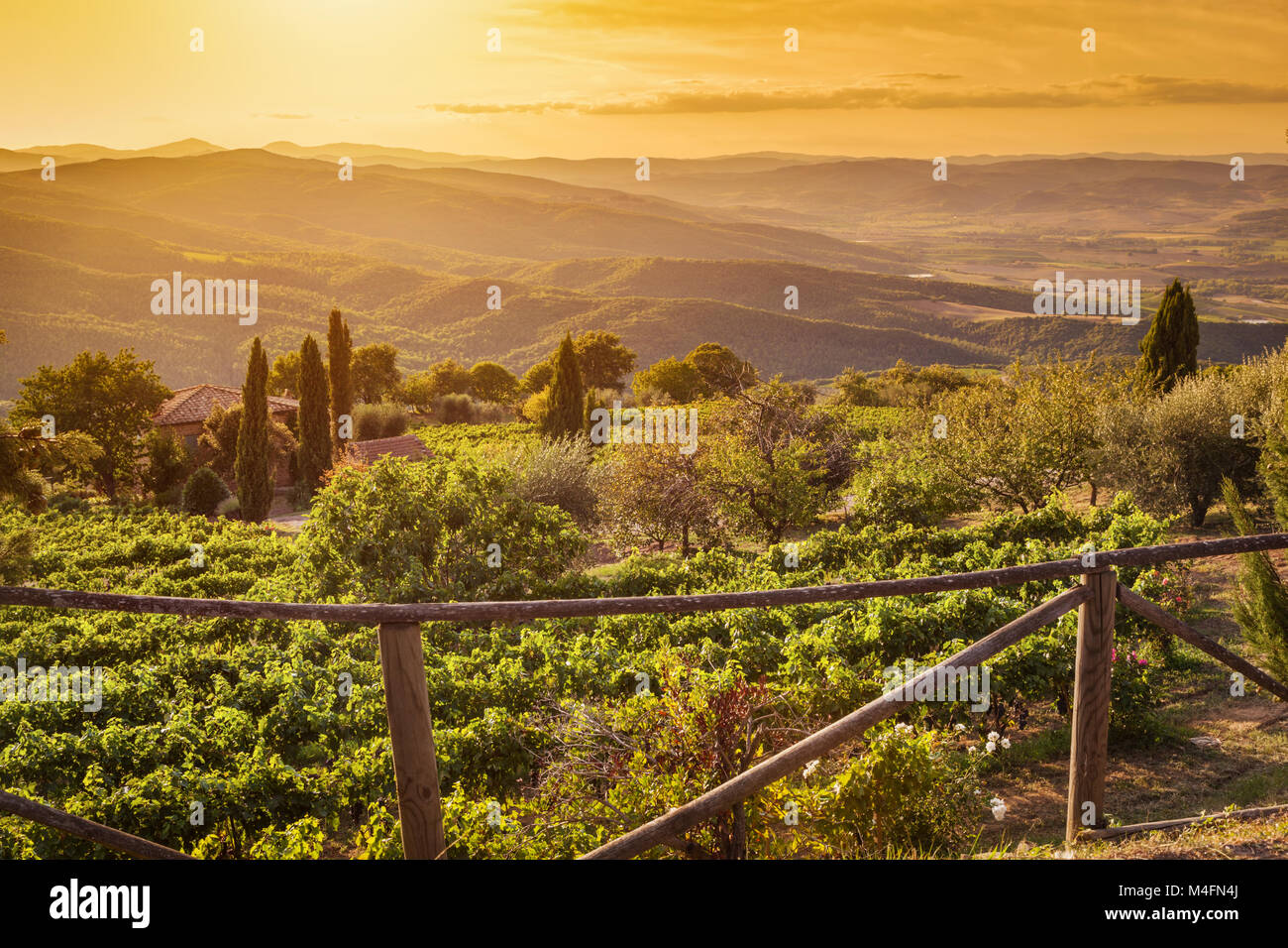 Weinberg Landschaft in der Toskana, Italien. Wine Farm bei Sonnenuntergang Stockfoto