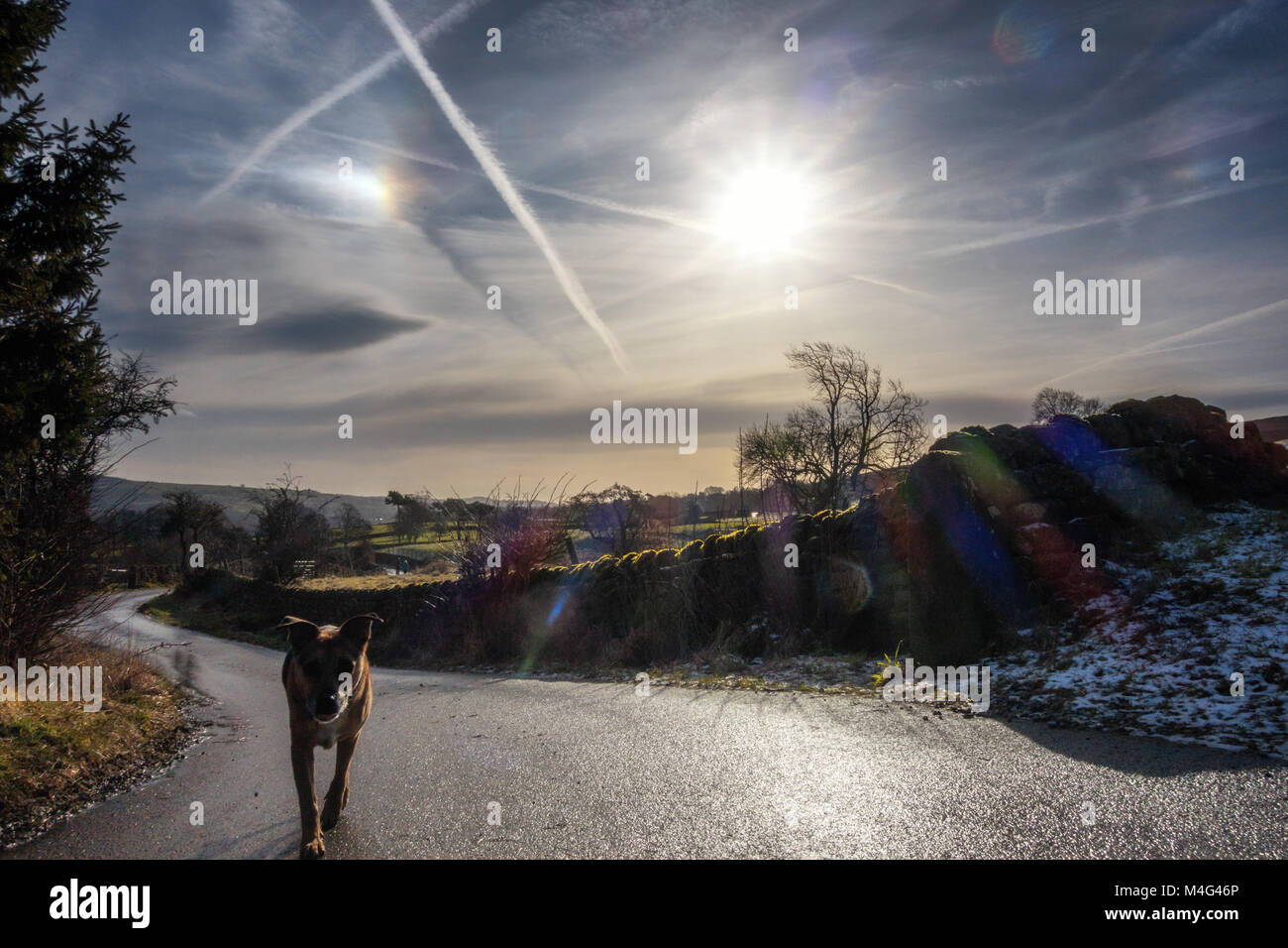 Burley Woodhead, West Yorkshire, UK. 16. Februar 2018. UK Wetter: Hund genießen Sie den Sonnenschein in Burley Woodhead. Quelle: Rebecca Cole/Alamy leben Nachrichten Stockfoto