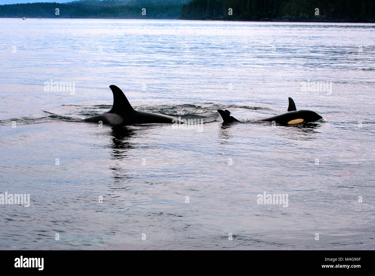 Killerwale Mutter und Junge schwimmen zusammen in den Gewässern der Johnstone-Strait, British Columbia Kanada Stockfoto