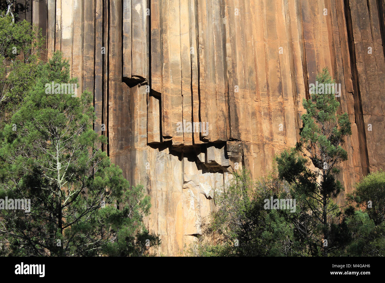 Die alten vulkanischen Felsen hat die Orgel - Rohrleitungen Wirkung gesägt Felsen, Surat, New South Wales, Australien erstellt. Stockfoto