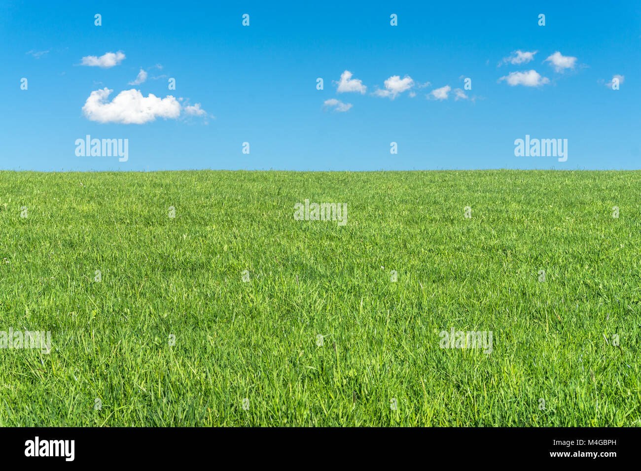 Grüne Wiese mit klaren, blauen Himmel und weiße Wolken Stockfoto