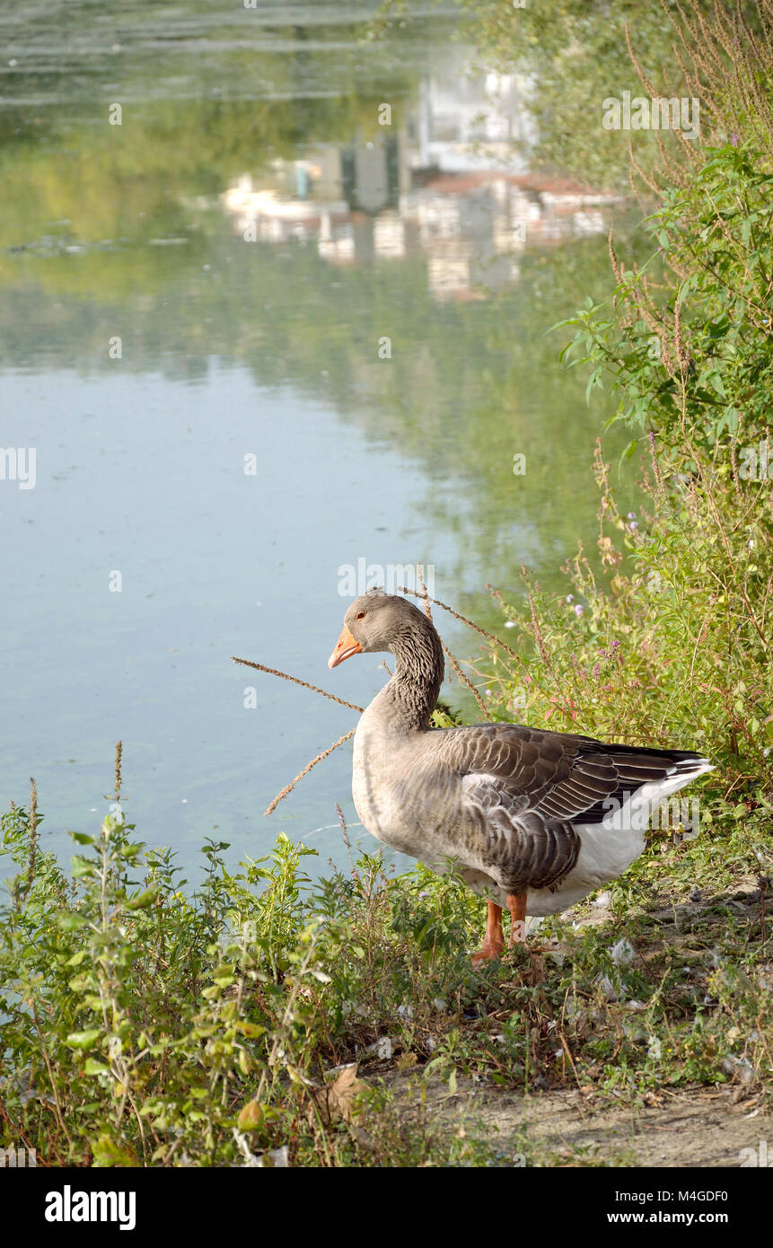 Gans stehend an den Ufern des Lake Stockfoto