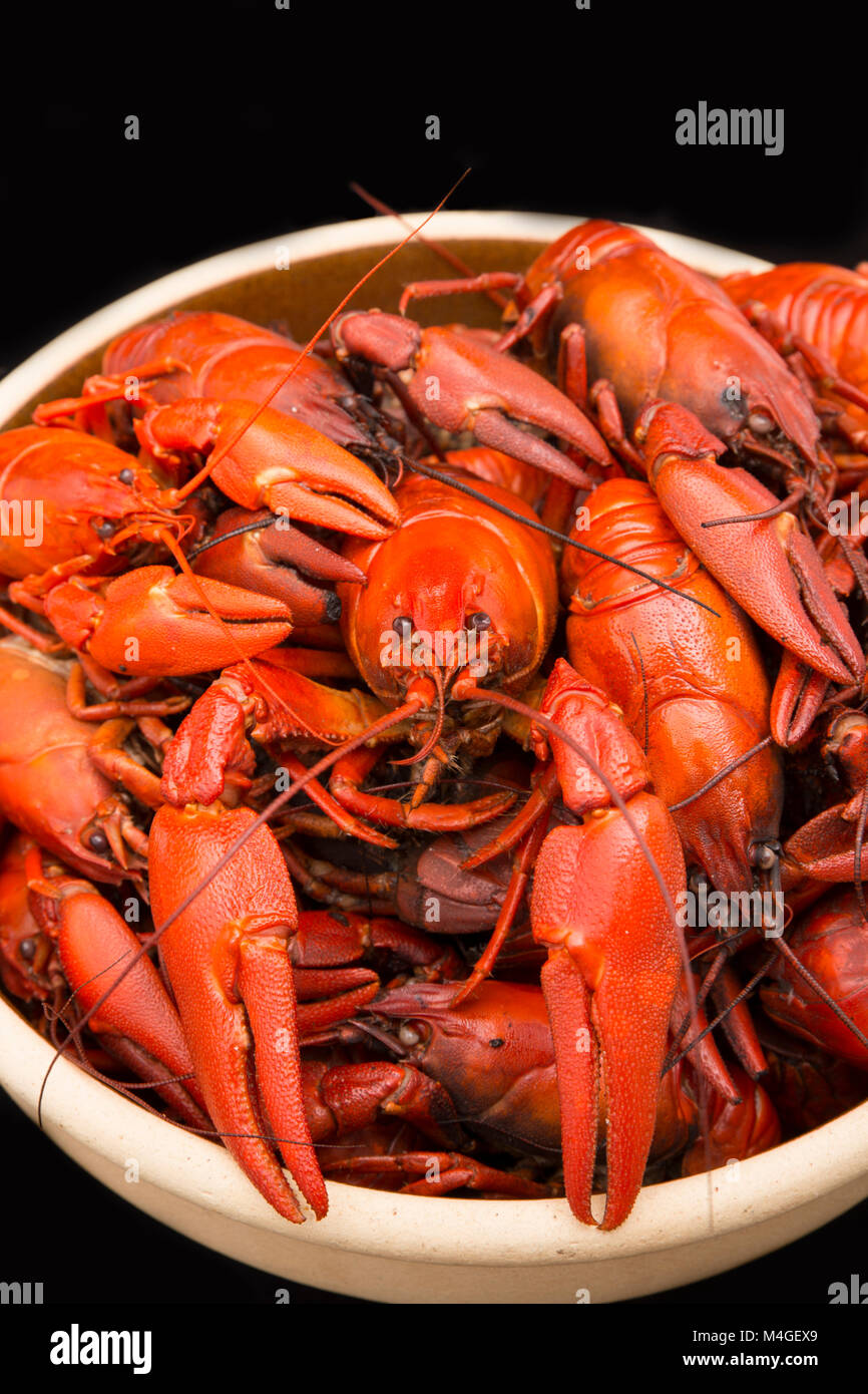 Warmes Amerikanisches signal Crayfish, Pacifastacus leniusculus, auf einem schwarzen Hintergrund Dorset England UK GB Stockfoto