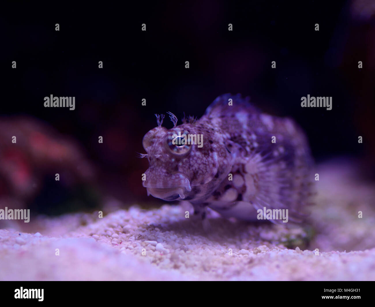 Makro Nahaufnahme eines Algen blenny Meeresfische Stockfoto