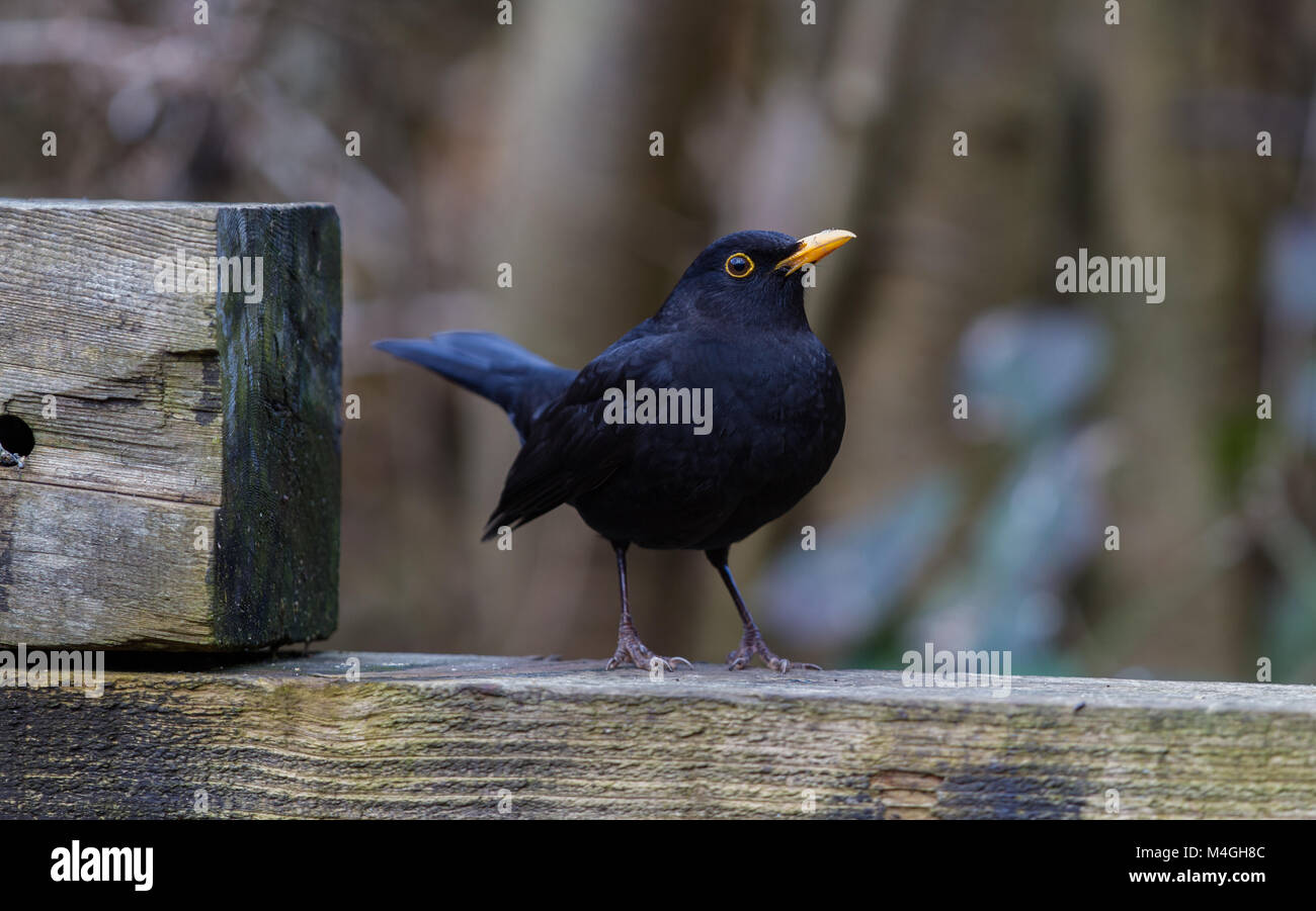 Amsel Turdus merula. Portrait von einzelnen männlichen Erwachsenen. Britische Inseln. Winter Stockfoto