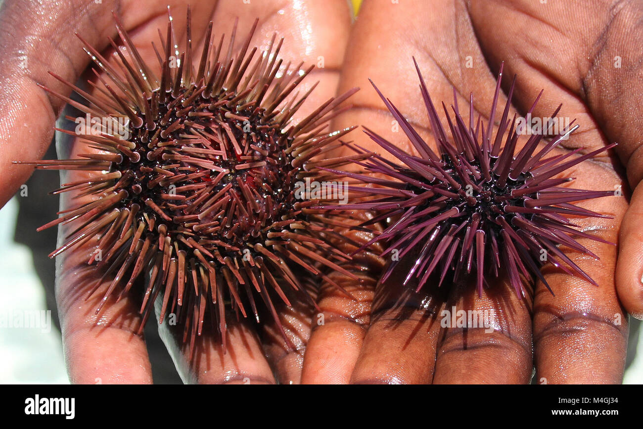 Reguläre Seeigel, Paracentrotus Lividus, Sansibar, Tansania