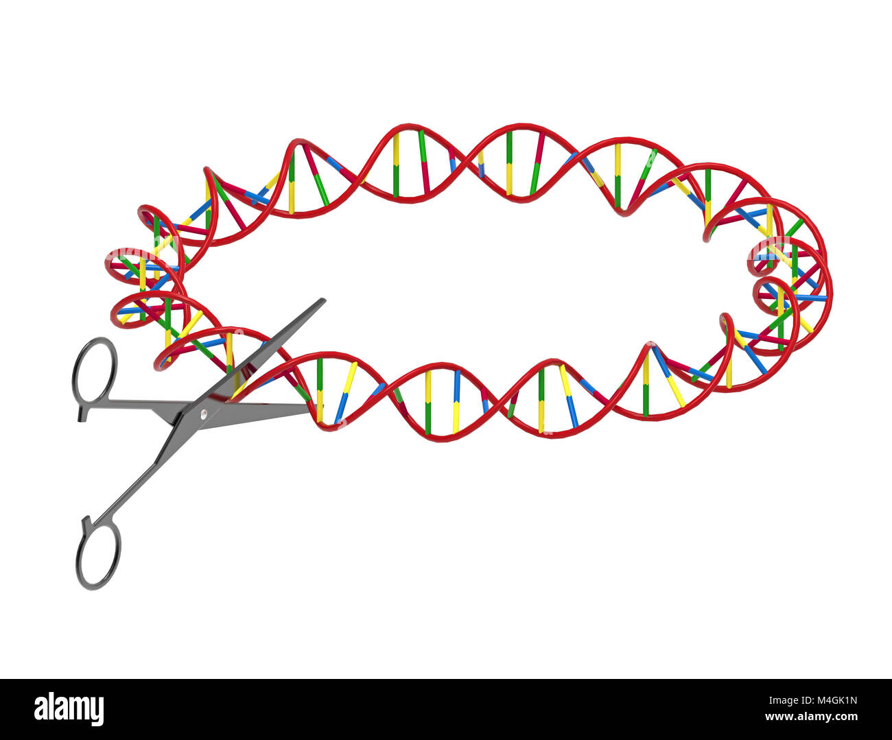 Schere schneiden DNA-Strang, Gentechnik, 3D-Rendering, isoliert auf weißem  Stockfotografie - Alamy