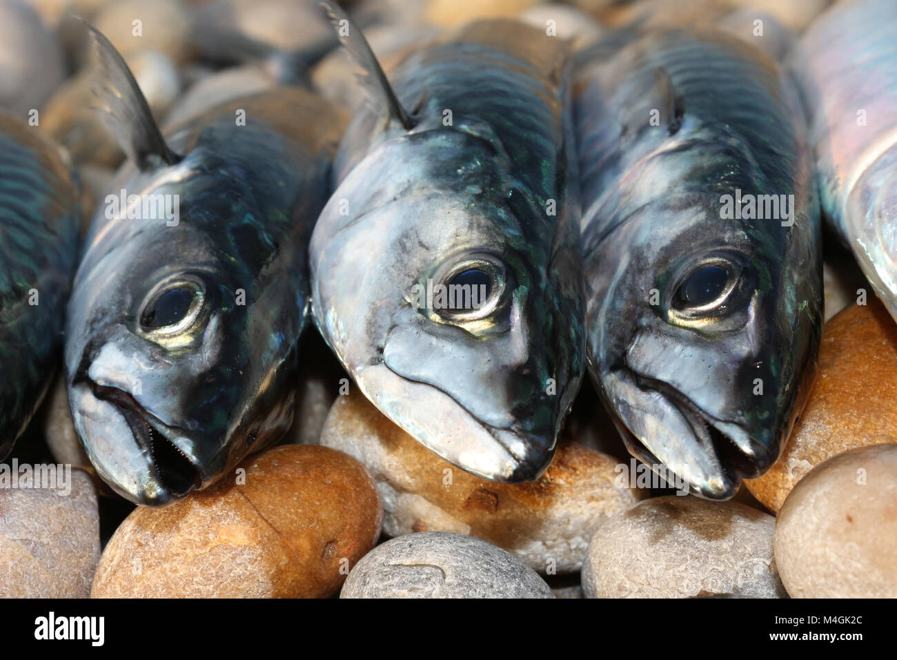 Makrelen gefangen von Chesil Beach. Sie kommen Küstennahe am Chesil Beach in Dorset UK im Frühjahr und bis in den späten Herbst und frühen Winter. Stockfoto